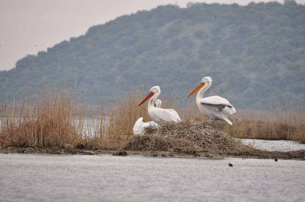 National Park Of Amvrakikos Wetlands